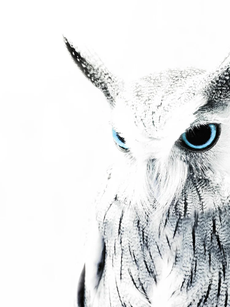 Owl II - fotokunst von Victoria Frost