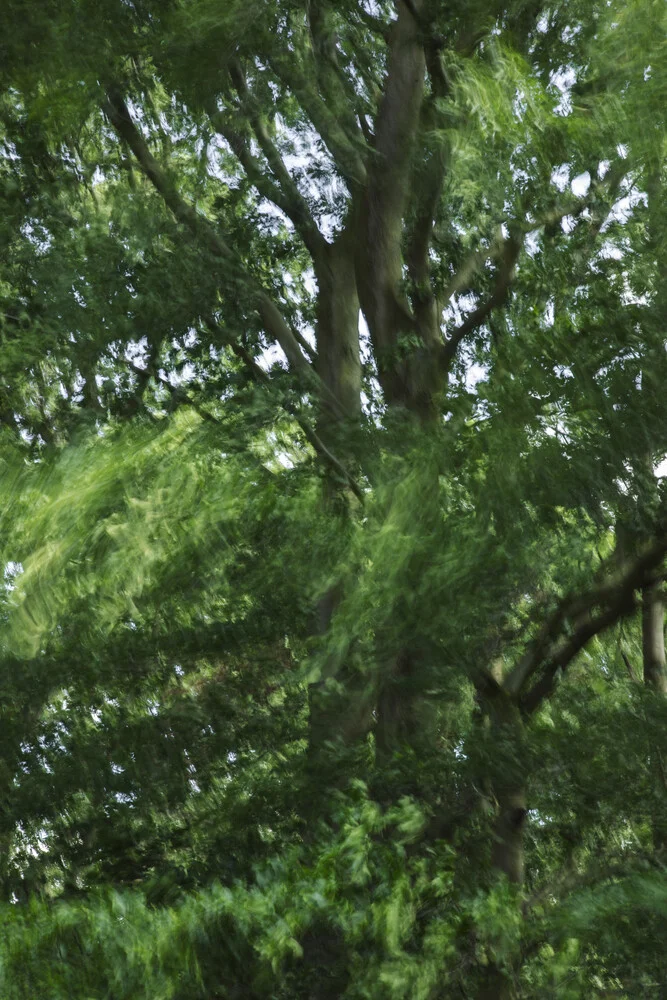 Buche vom Winde verweht - fotokunst von Nadja Jacke