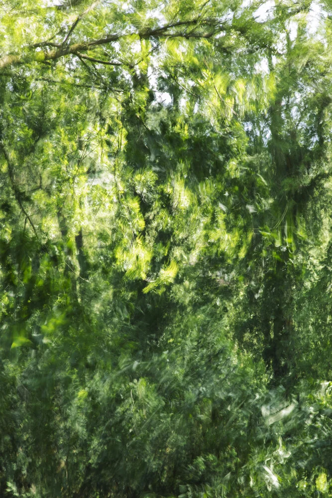 Beech leaves blown away by the wind - Fineart photography by Nadja Jacke