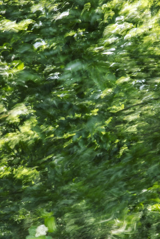 Buchenlaub vom Winde verweht - fotokunst von Nadja Jacke