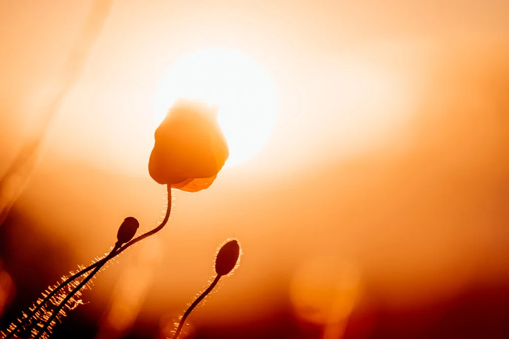 Mohnblüte küsst die Sonne - fotokunst von Oliver Henze