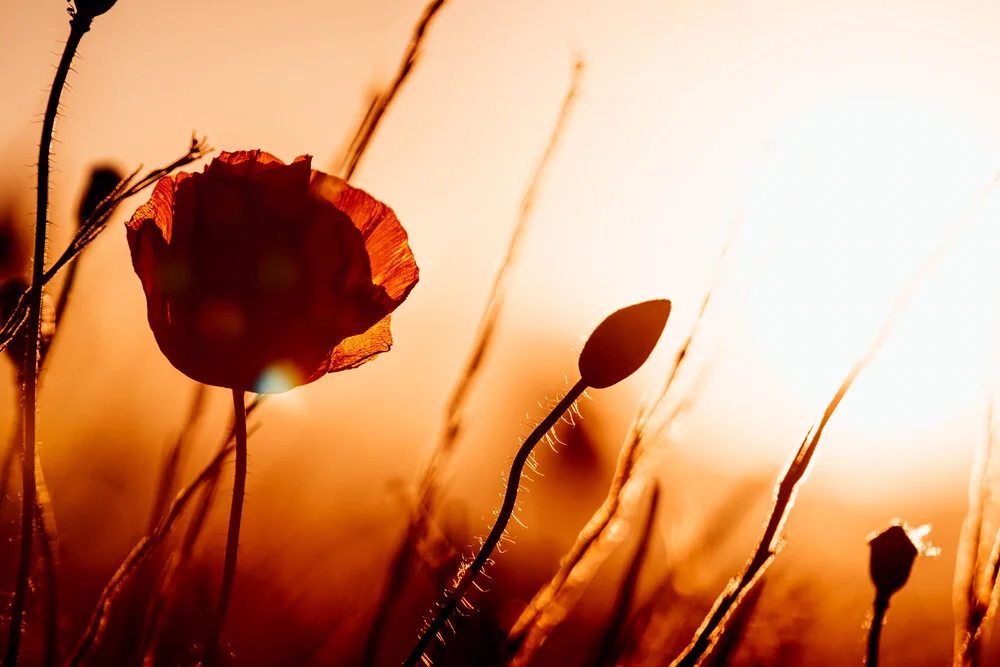 Poppy in the red evening light - Fineart photography by Oliver Henze