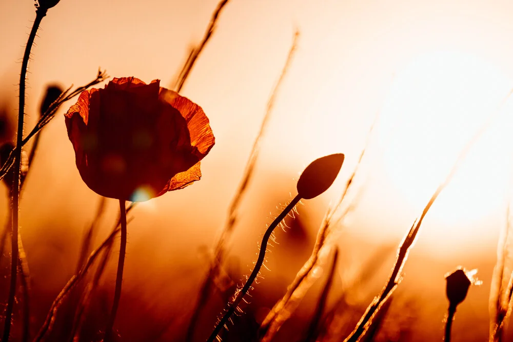 Mohnblume im roten Abendlicht - fotokunst von Oliver Henze