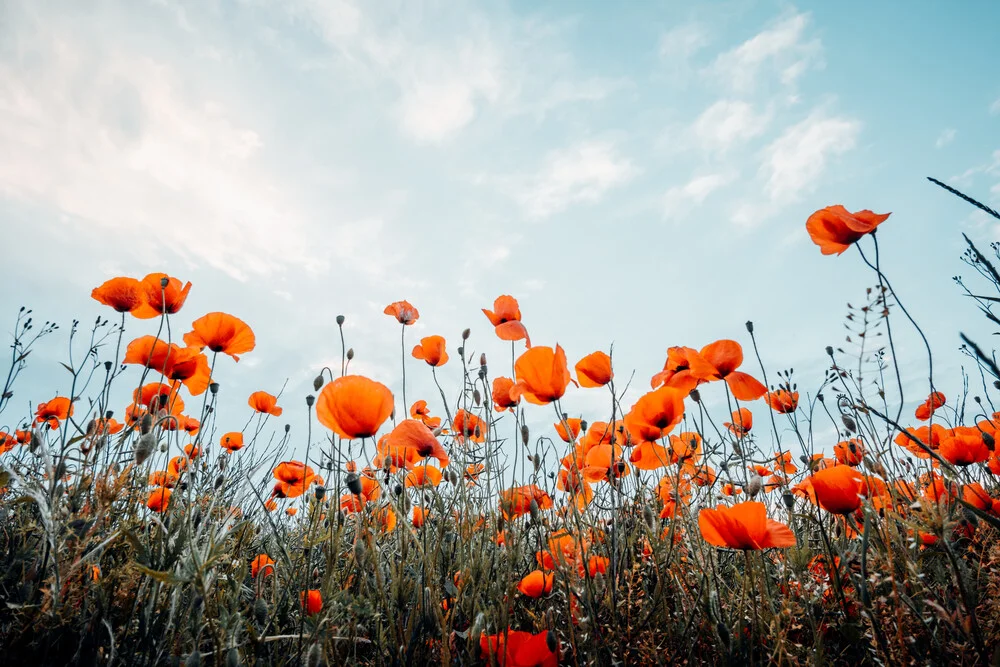 Poppy field and blue sky - Fineart photography by Oliver Henze