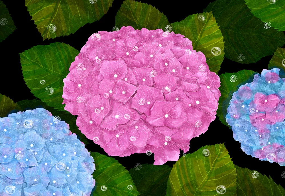 Hydrangeas - fotokunst von Katherine Blower