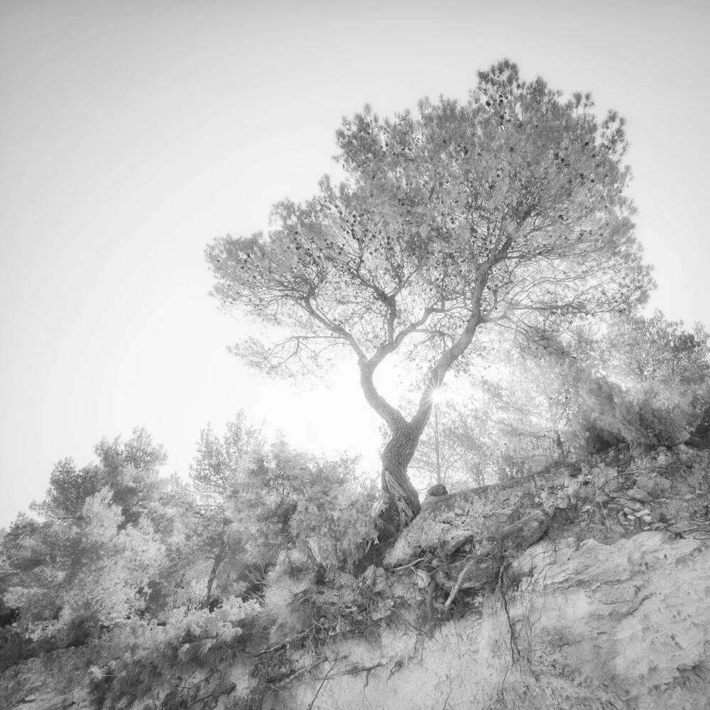 der einsame baum - eine ibizenkische impression - fotokunst von Dennis Wehrmann