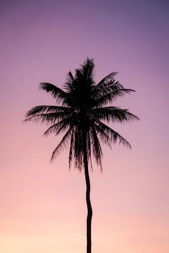 Lonely Palm - Fineart photography by Christian Hartmann