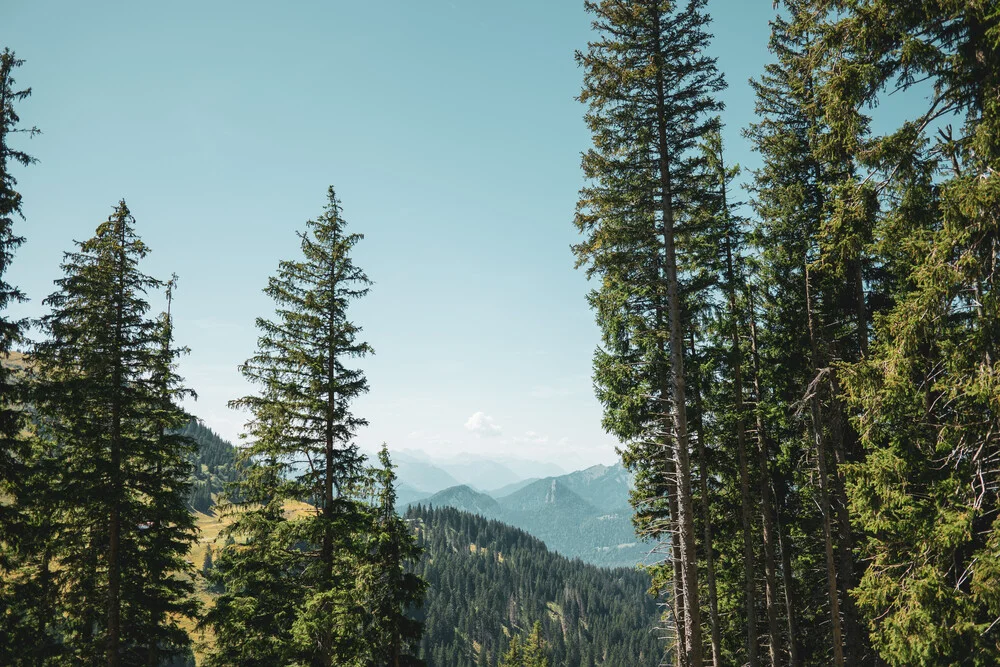 WALDBLICK - fotokunst von Jan Henryk Köppen