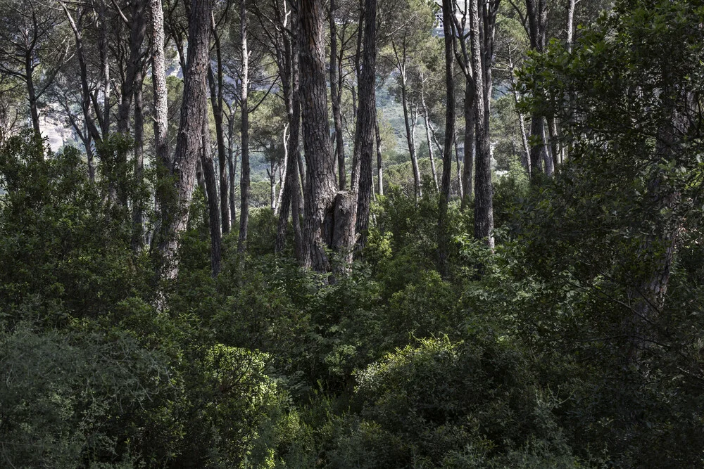 Libanesischer Wald - fotokunst von Theresa Breuer