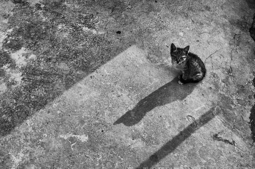 Lonely Cat - fotokunst von Michael Wagener