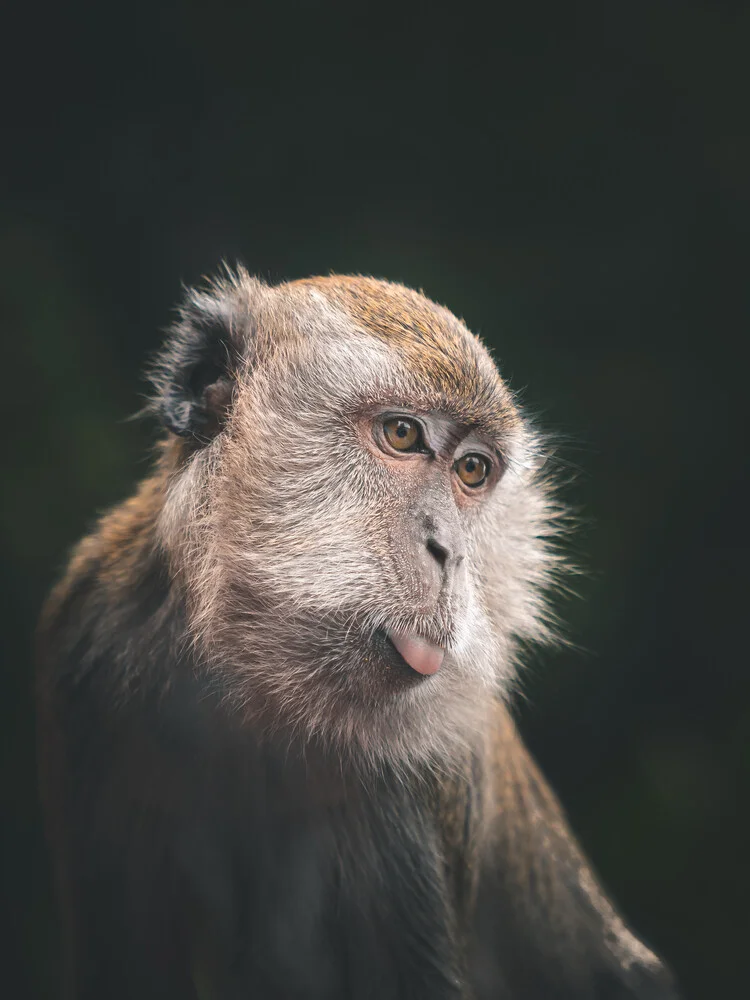 naughty monkey - fotokunst von Dimitri Luft