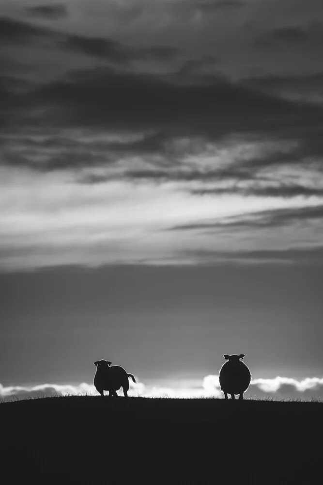 Sheep B&W - fotokunst von Sebastian Worm