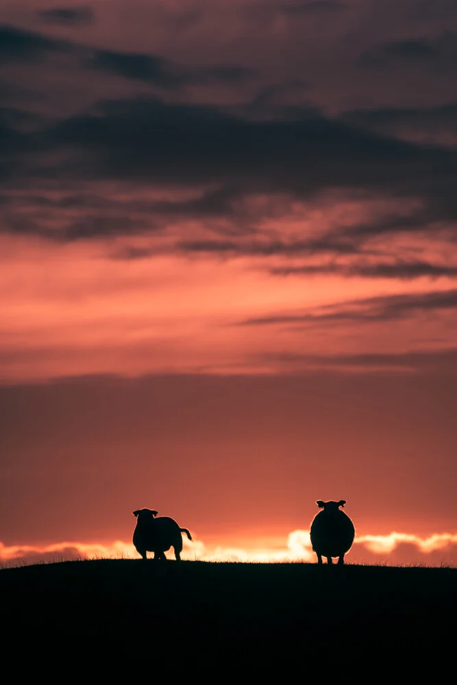 The sunset sheep - fotokunst von Sebastian Worm