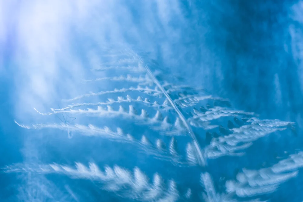Blue fern - Fineart photography by Sebastian Worm