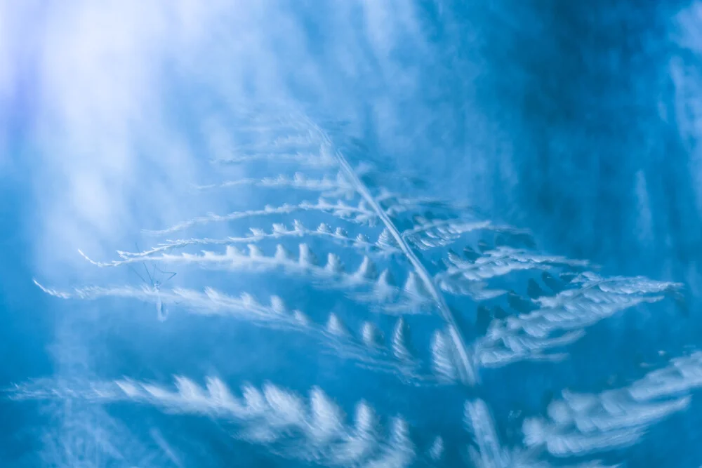 Blue fern - fotokunst von Sebastian Worm