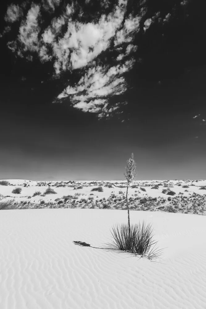 Yucca, White Sands National Monument - Fineart photography by Melanie Viola