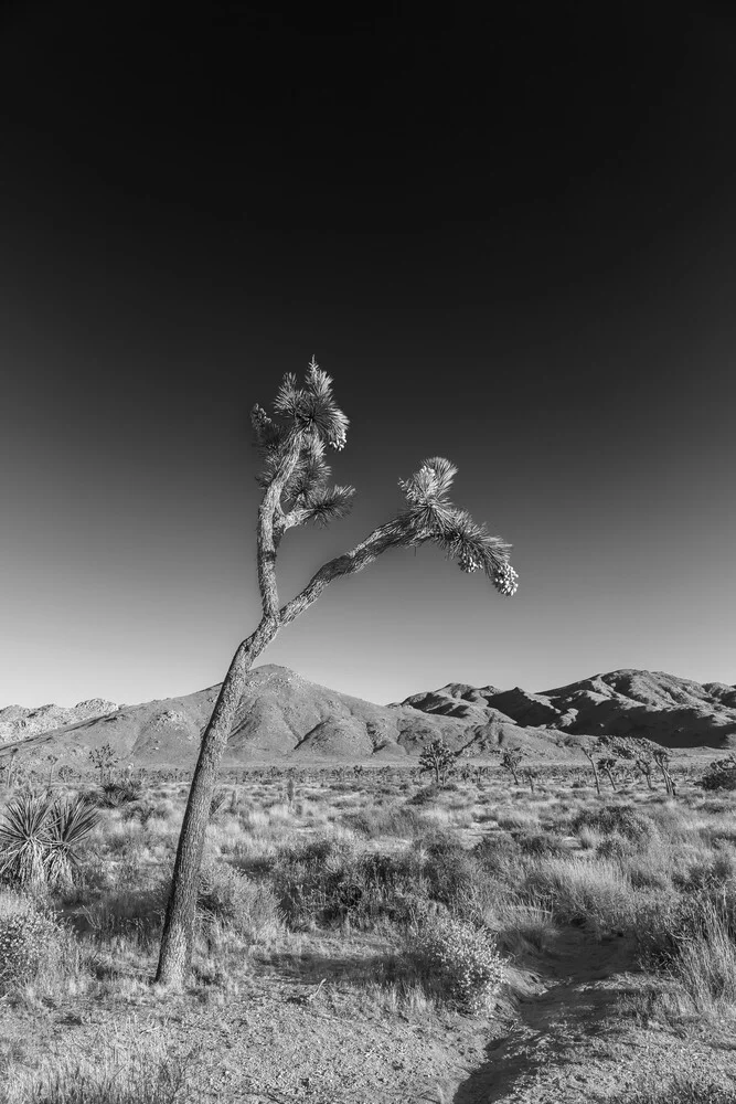 Joshua Tree | Monochrom - fotokunst von Melanie Viola