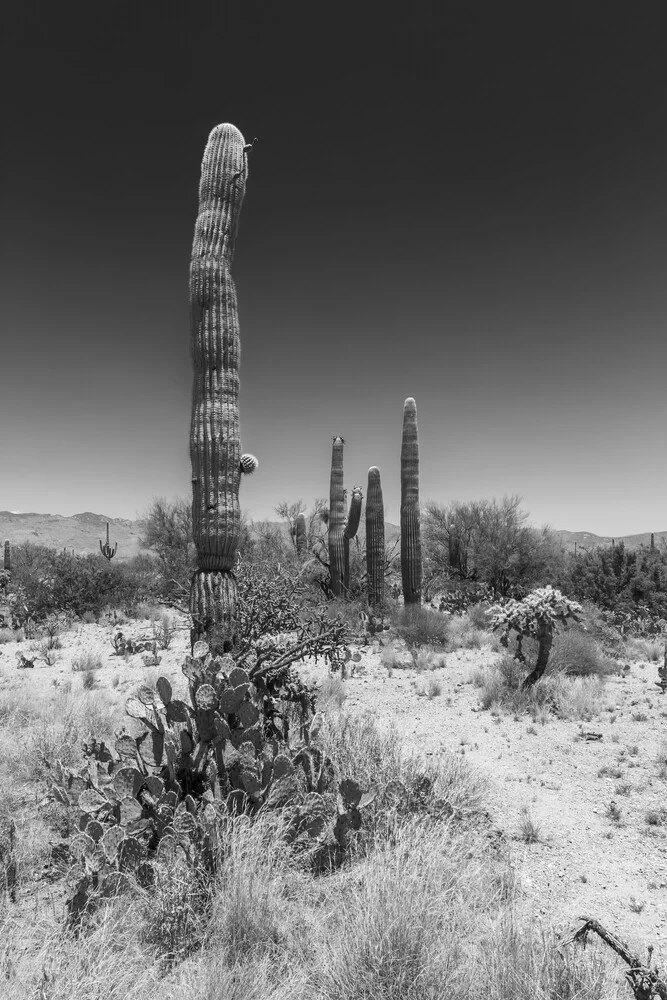 SAGUARO NATIONAL PARK Wüstenimpression - fotokunst von Melanie Viola