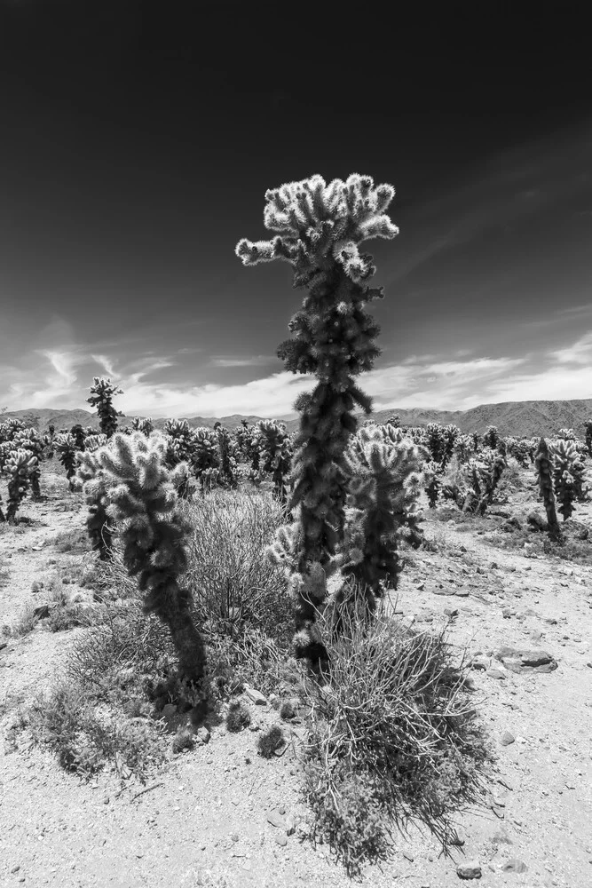 Cholla Cactus Garden, Joshua Tree National Park - fotokunst von Melanie Viola