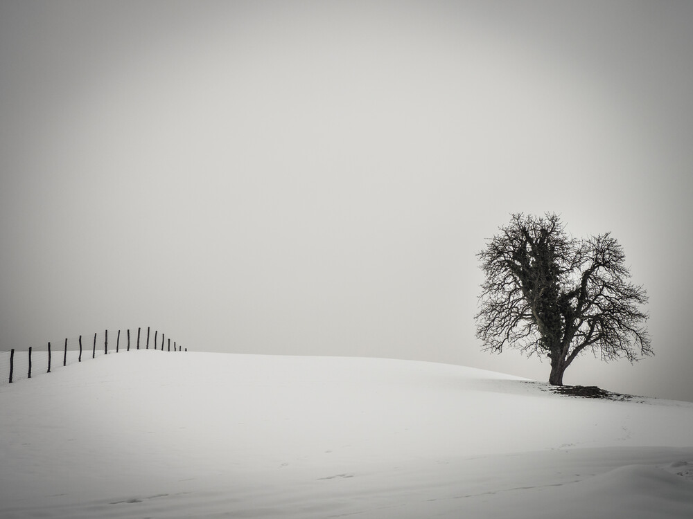one tree and one fence - Fineart photography by Bernd Grosseck