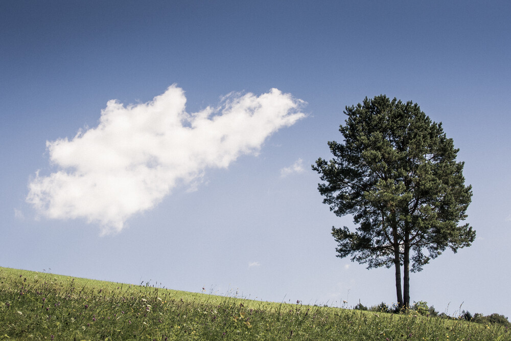 one cloud and one tree - Fineart photography by Bernd Grosseck