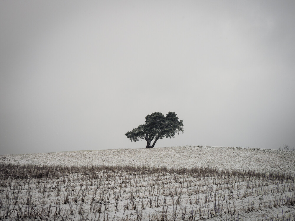 lonely tree in winter - Fineart photography by Bernd Grosseck