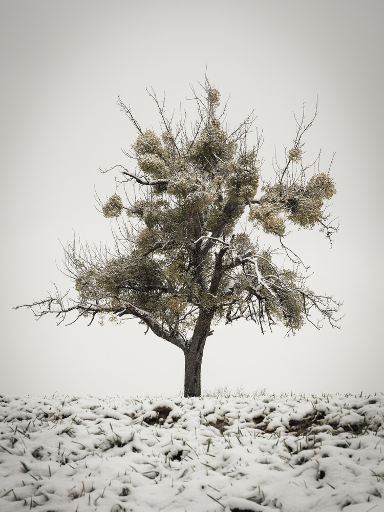 medlartree - Fineart photography by Bernd Grosseck