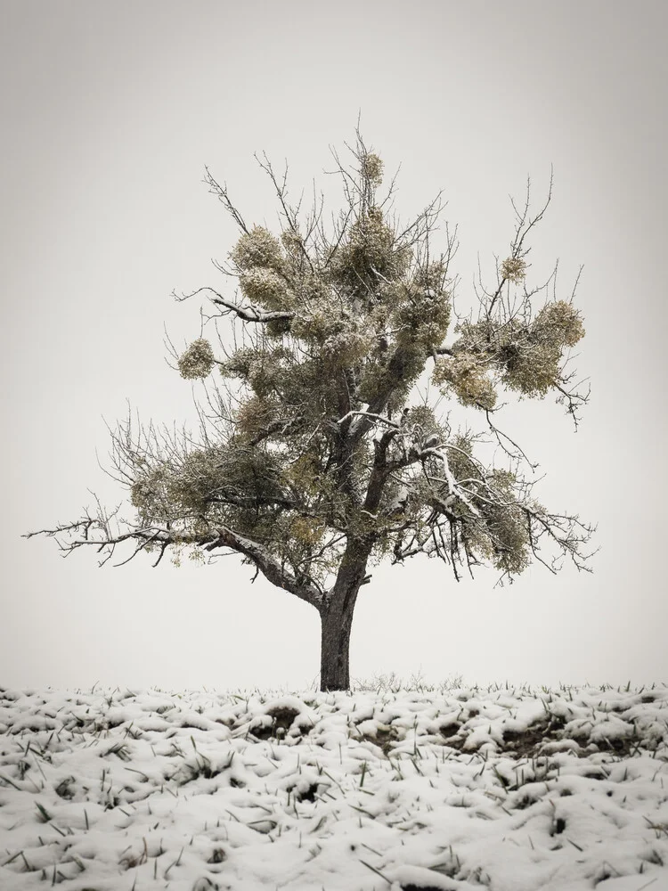 Mispelbaum im Schnee - fotokunst von Bernd Grosseck