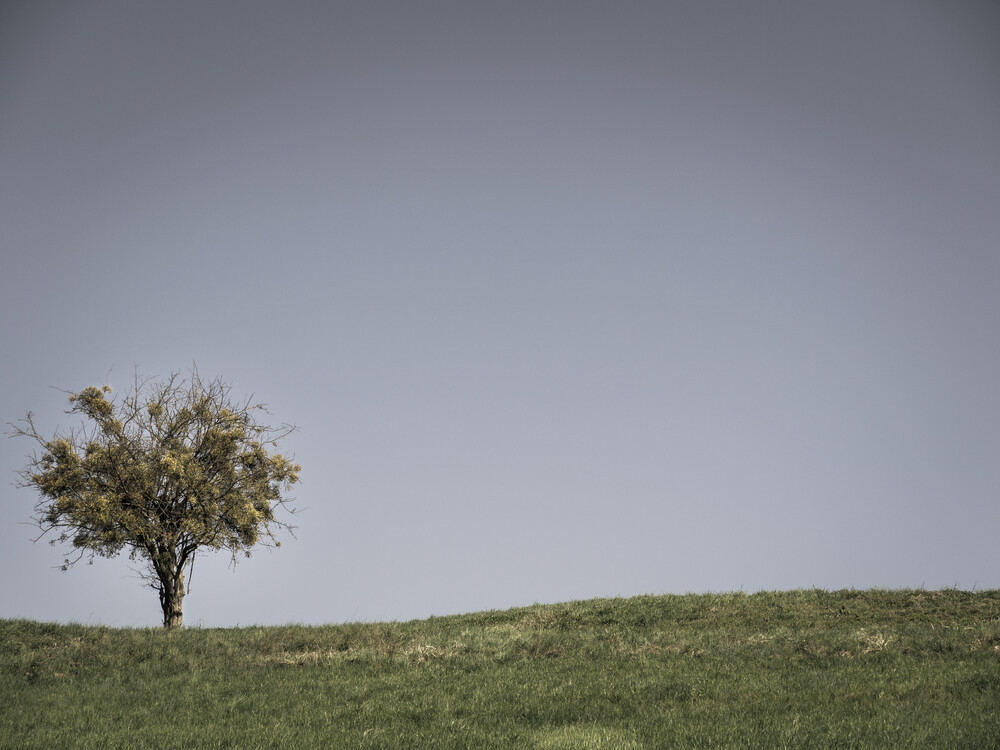 one tree in the field. - Fineart photography by Bernd Grosseck