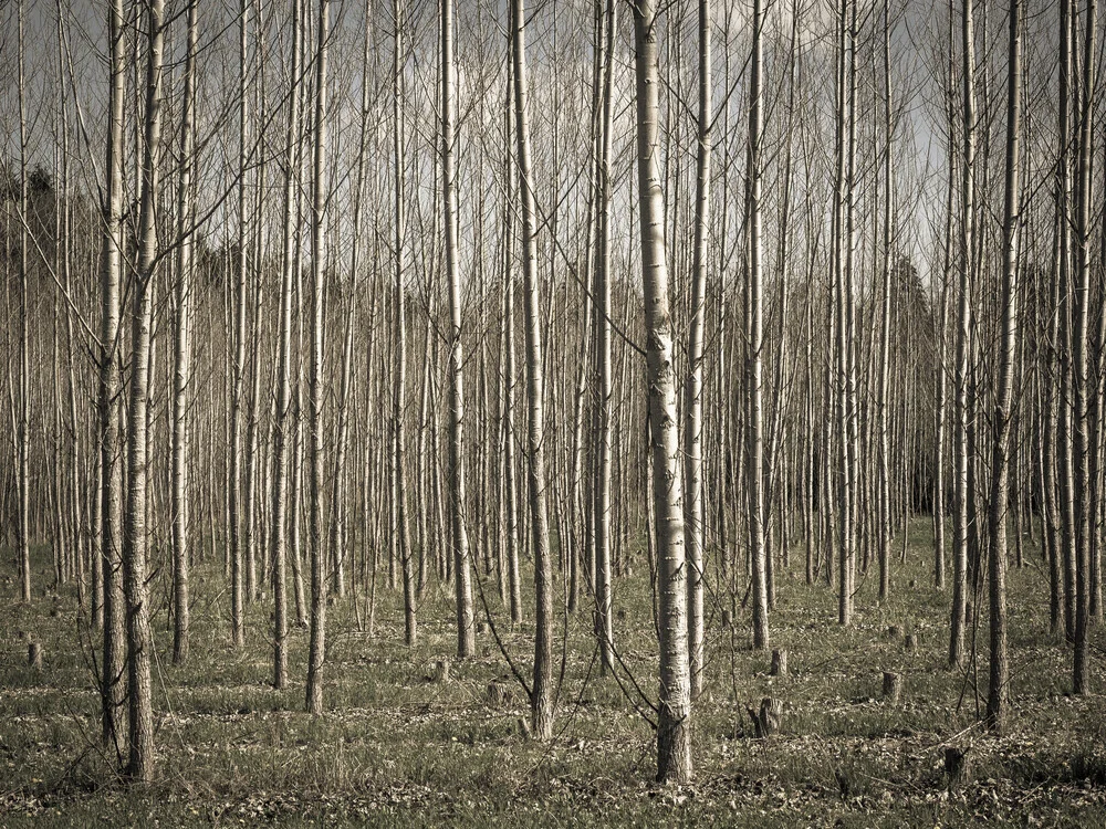 Birkenwald - fotokunst von Bernd Grosseck