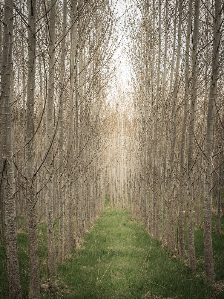 a way through a birch forest - Fineart photography by Bernd Grosseck