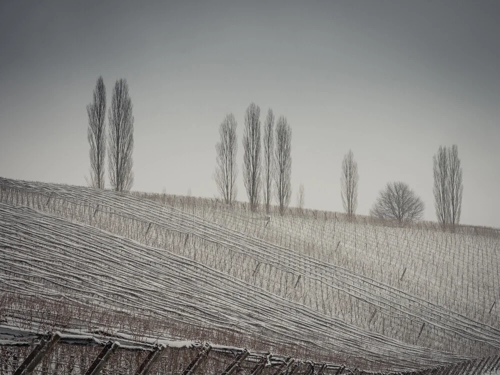 Winter im Weingarten - fotokunst von Bernd Grosseck