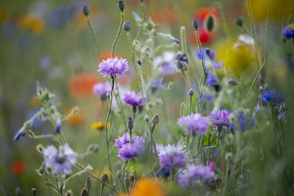 Sommerblumenwiese mit Kornblumen, Deutschland – Fotokunst von Nadja Jacke als Poster oder Acrylglasbild