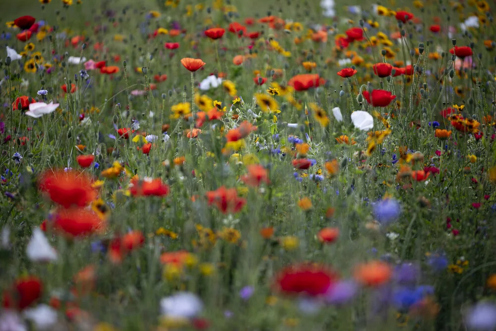 Sommerblumenwiese mit Mohn und Mädchenauge - fotokunst von Nadja Jacke