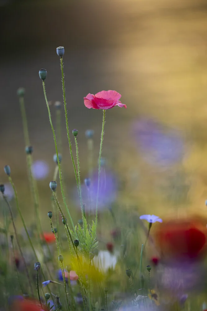 Seidenmohnblüte erstrahlt in der Morgensonne - fotokunst von Nadja Jacke