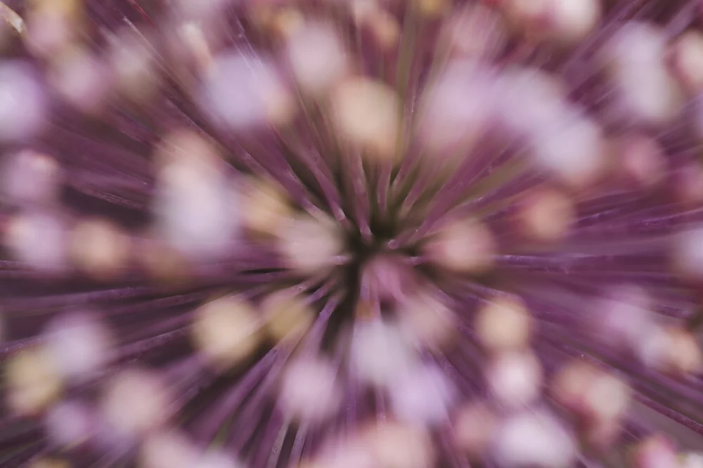 Zierlauch Innenansichten - fotokunst von Nadja Jacke