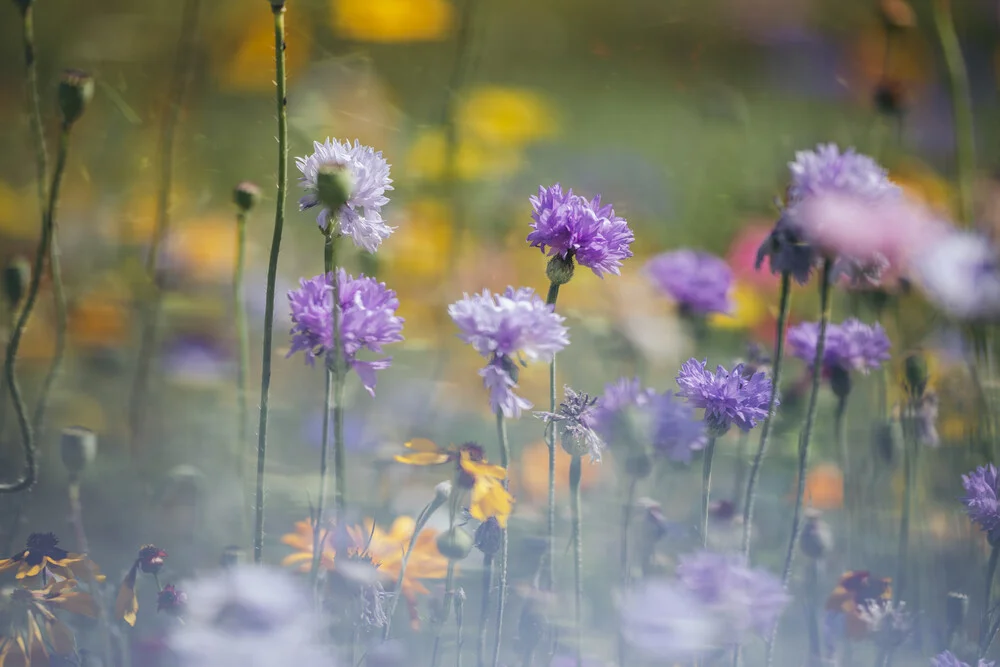 Blumenwiesen aus Wildblumenmischungen - fotokunst von Nadja Jacke