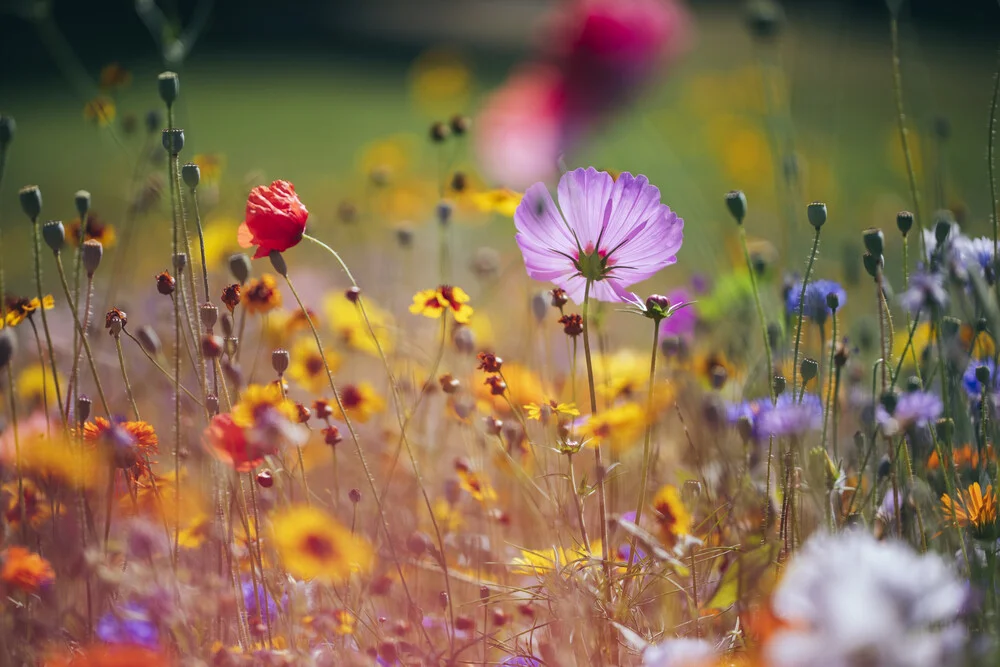 Blumenwiesen aus Wildblumenmischungen - fotokunst von Nadja Jacke