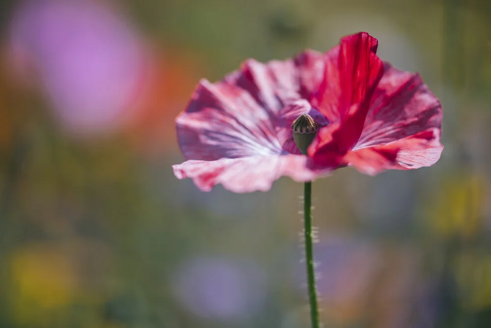 Seidenmohnblüte in einer Wildblumenwiese - fotokunst von Nadja Jacke