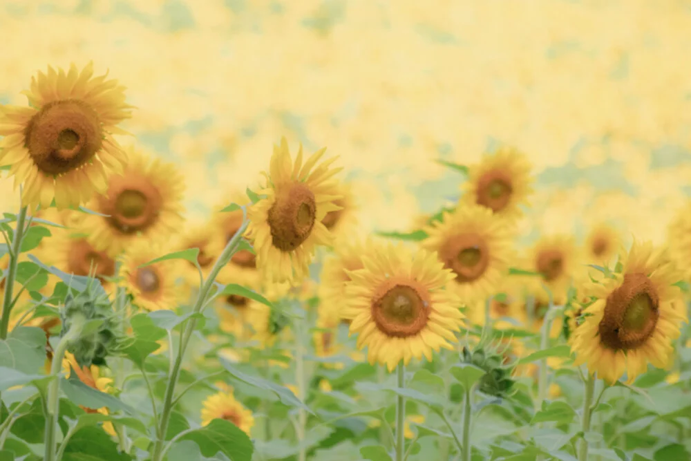 Face to the Sun - fotokunst von Courtney Crane