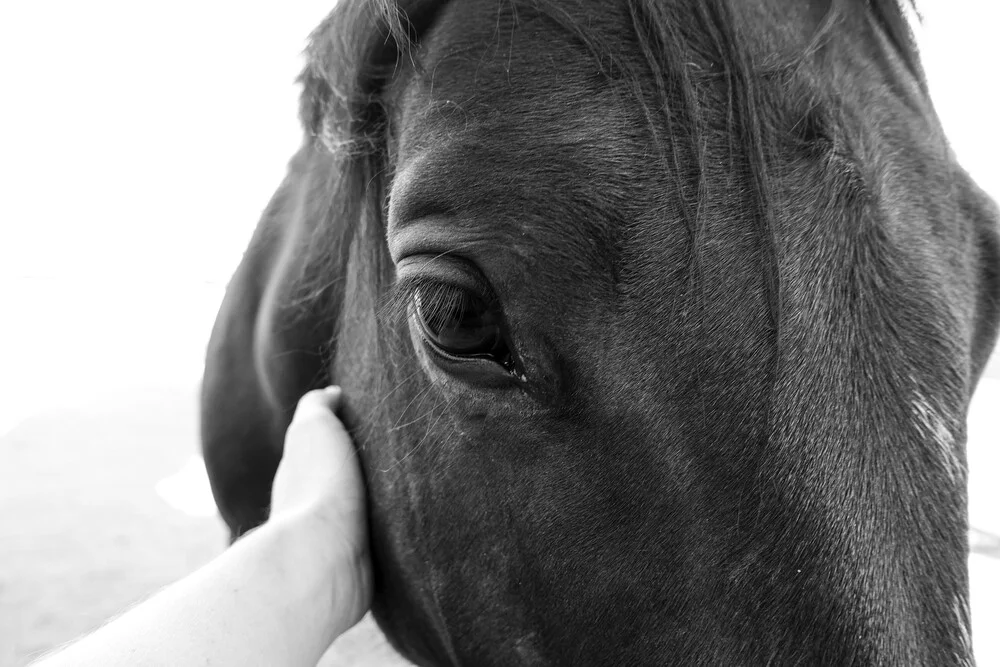 horse's eye - fotokunst von Kristina Maria Rainer