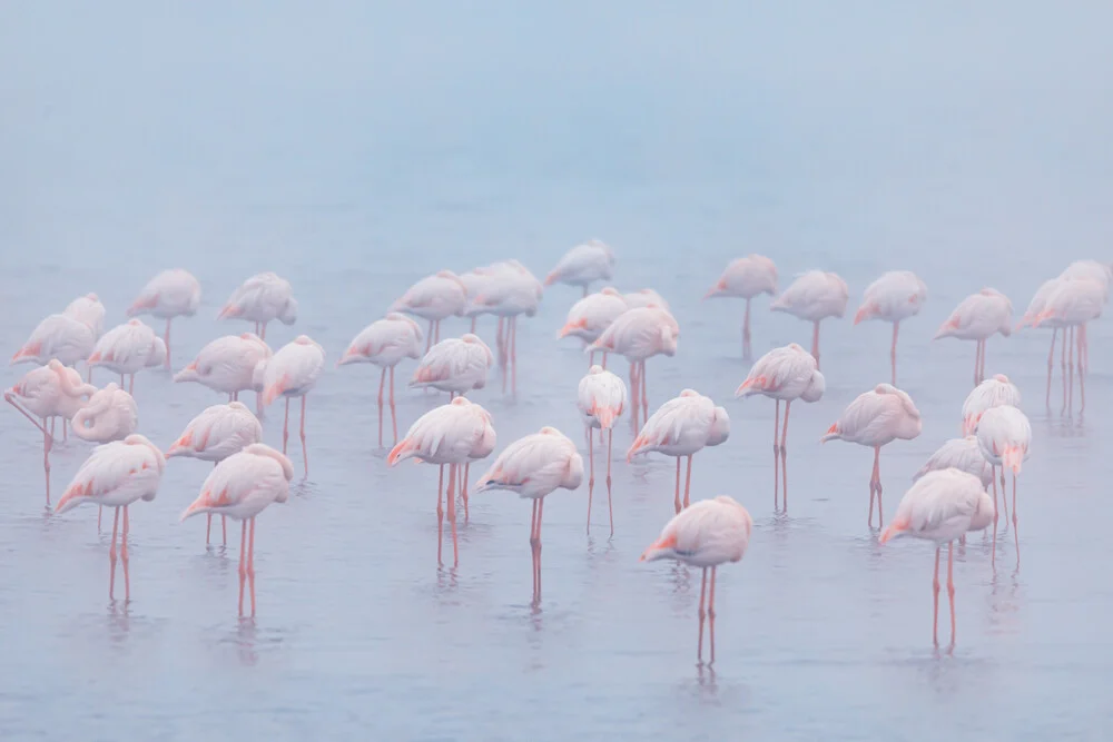 Schlafende Flamingos - fotokunst von André Straub