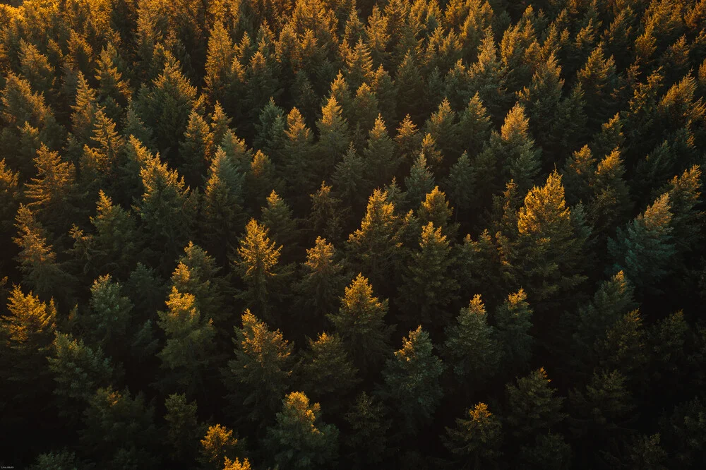 Trees from above - fotokunst von Lina Jakobi