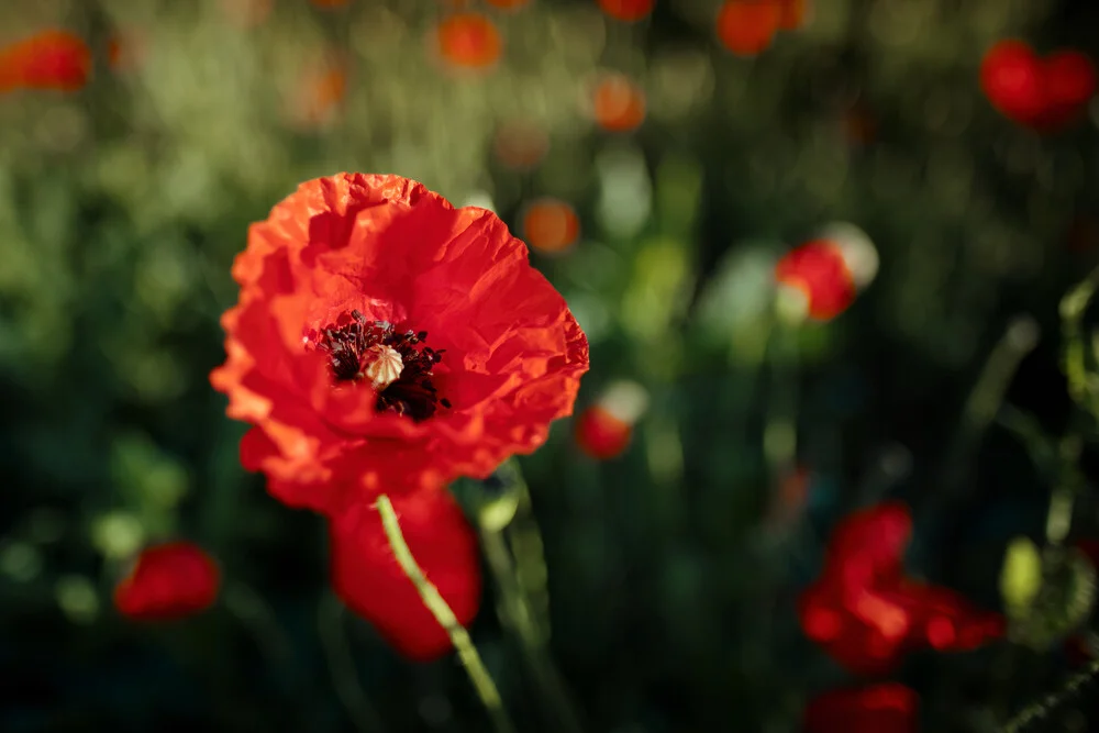 Mohn im Sommer - fotokunst von Sascha Faber