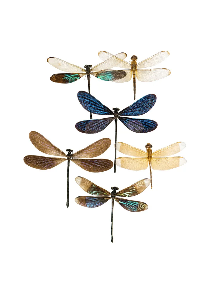 Rarity Cabinet Insect Caterpillars - fotokunst von Marielle Leenders