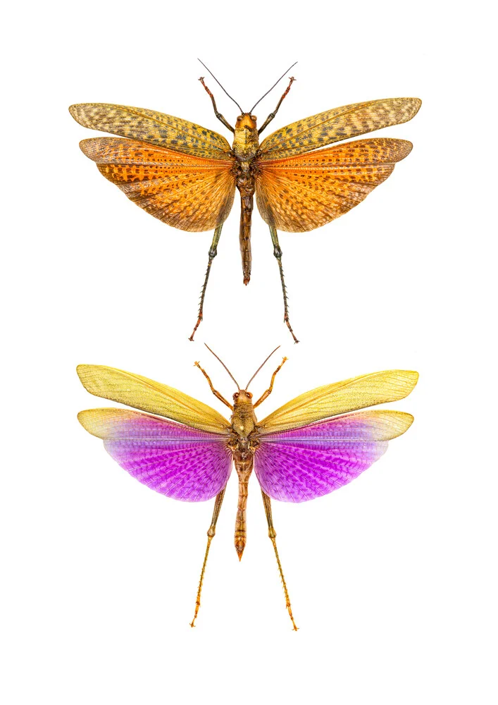 Rarity Cabinet Insects 2 - Fineart photography by Marielle Leenders