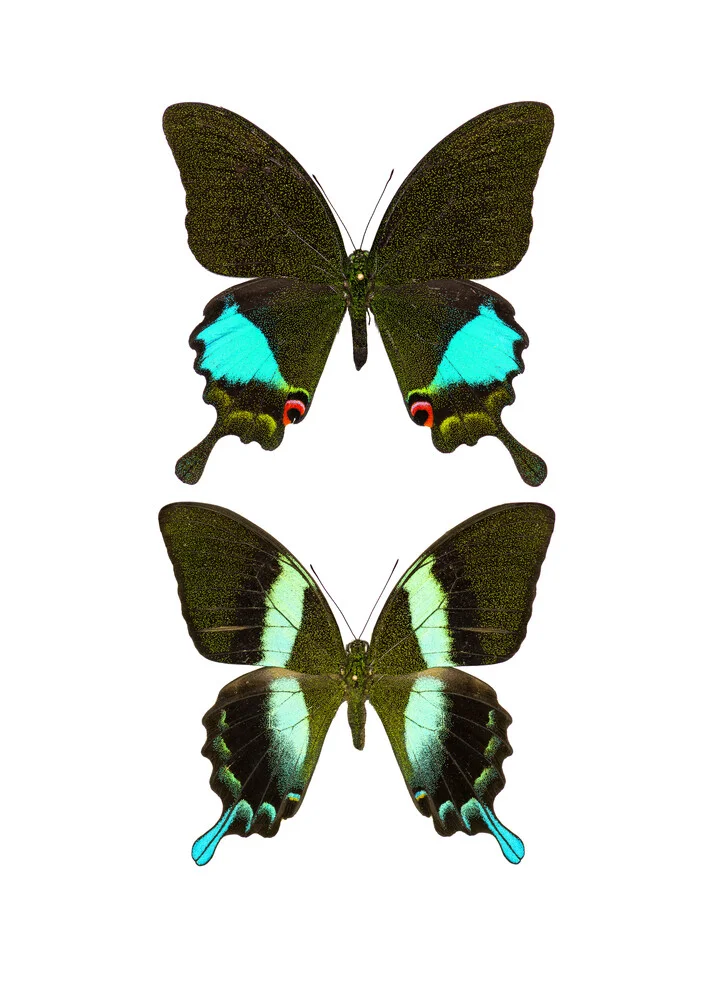 Rarity Cabinet Butterflies Black 2 - fotokunst von Marielle Leenders
