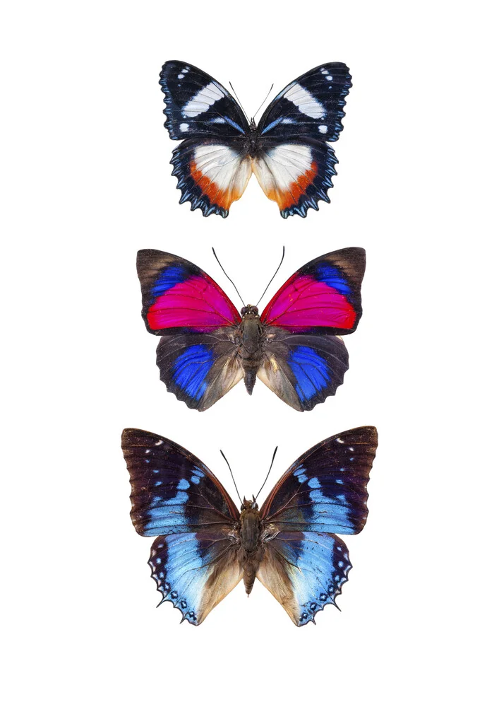 Rarity Cabinet Butterflies 3 - fotokunst von Marielle Leenders