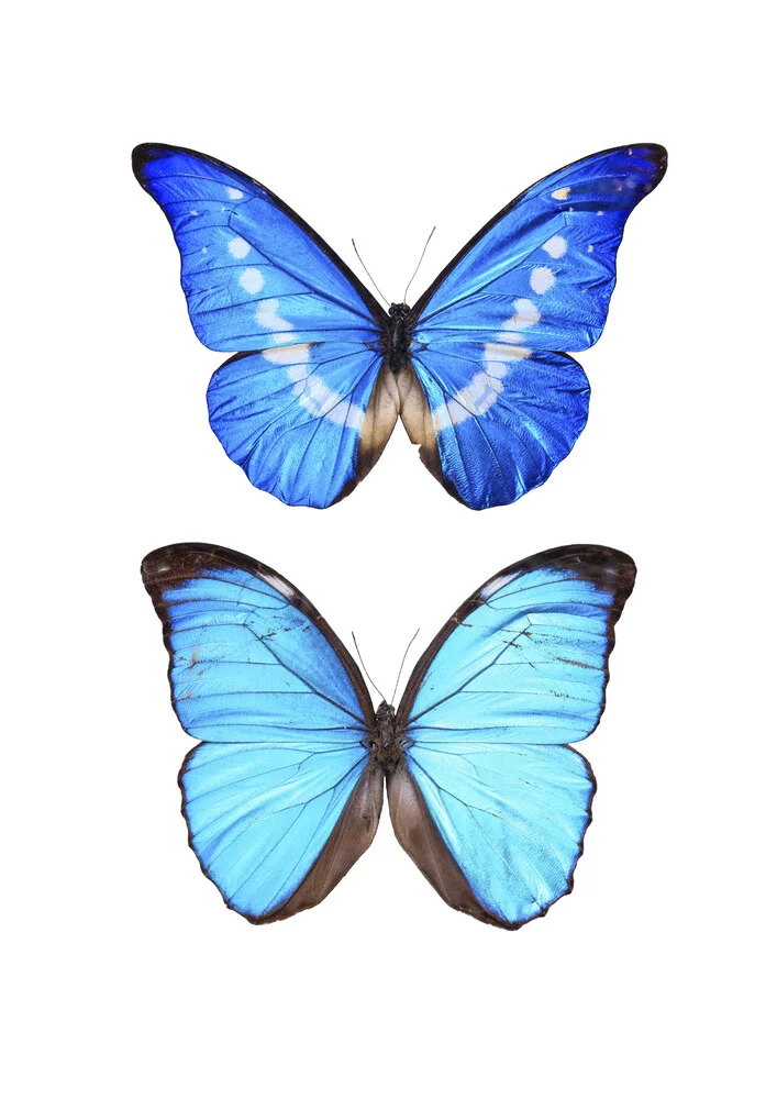 Rarity Cabinet Blue Butterflies Morpho - fotokunst von Marielle Leenders