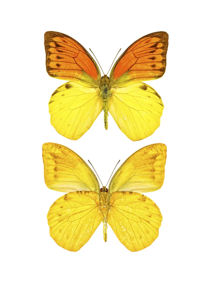 Rarity Cabinet Yellow Butterflies 2 - fotokunst von Marielle Leenders